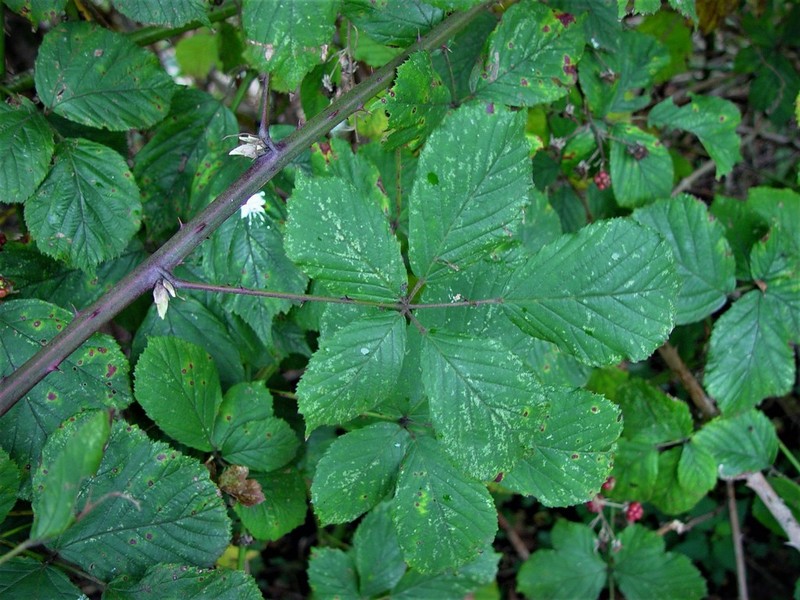 Rubus boudiccae photo 3