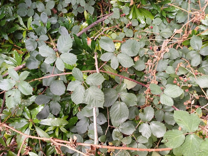 Rubus boudiccae photo 4