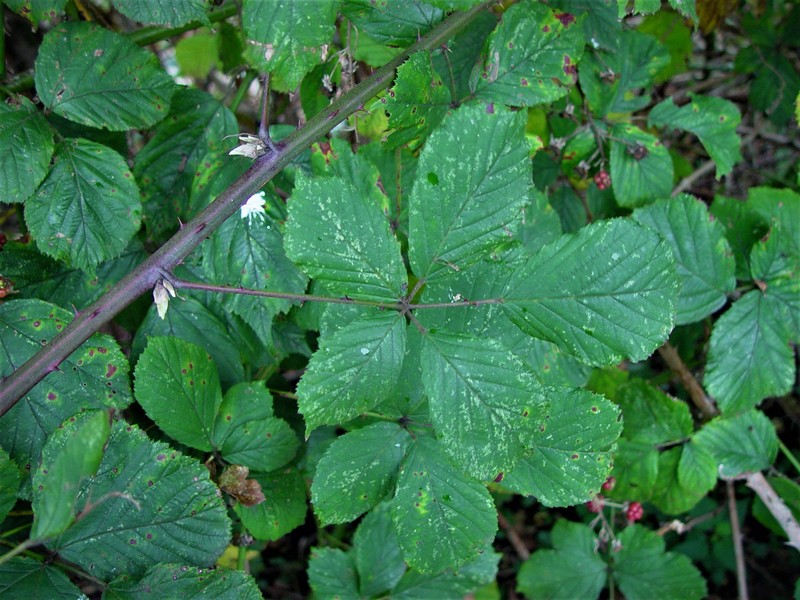 Rubus boudiccae photo 7