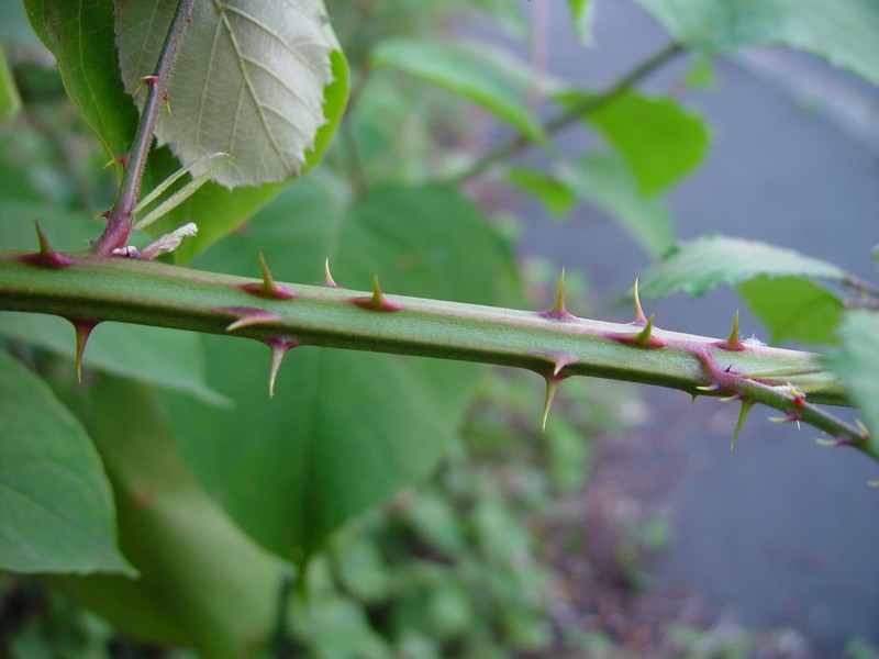 Rubus boudiccae photo 8
