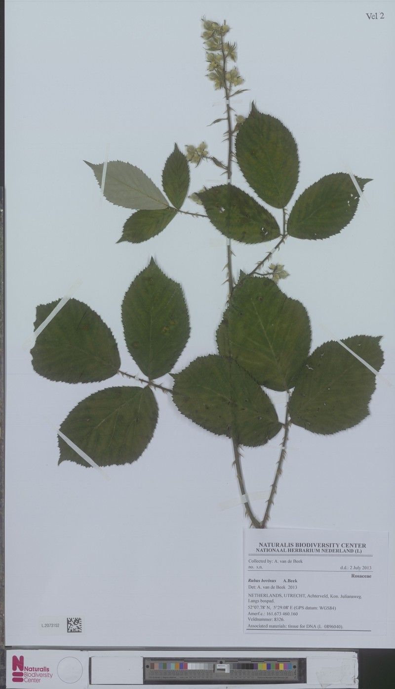 Rubus bovinus