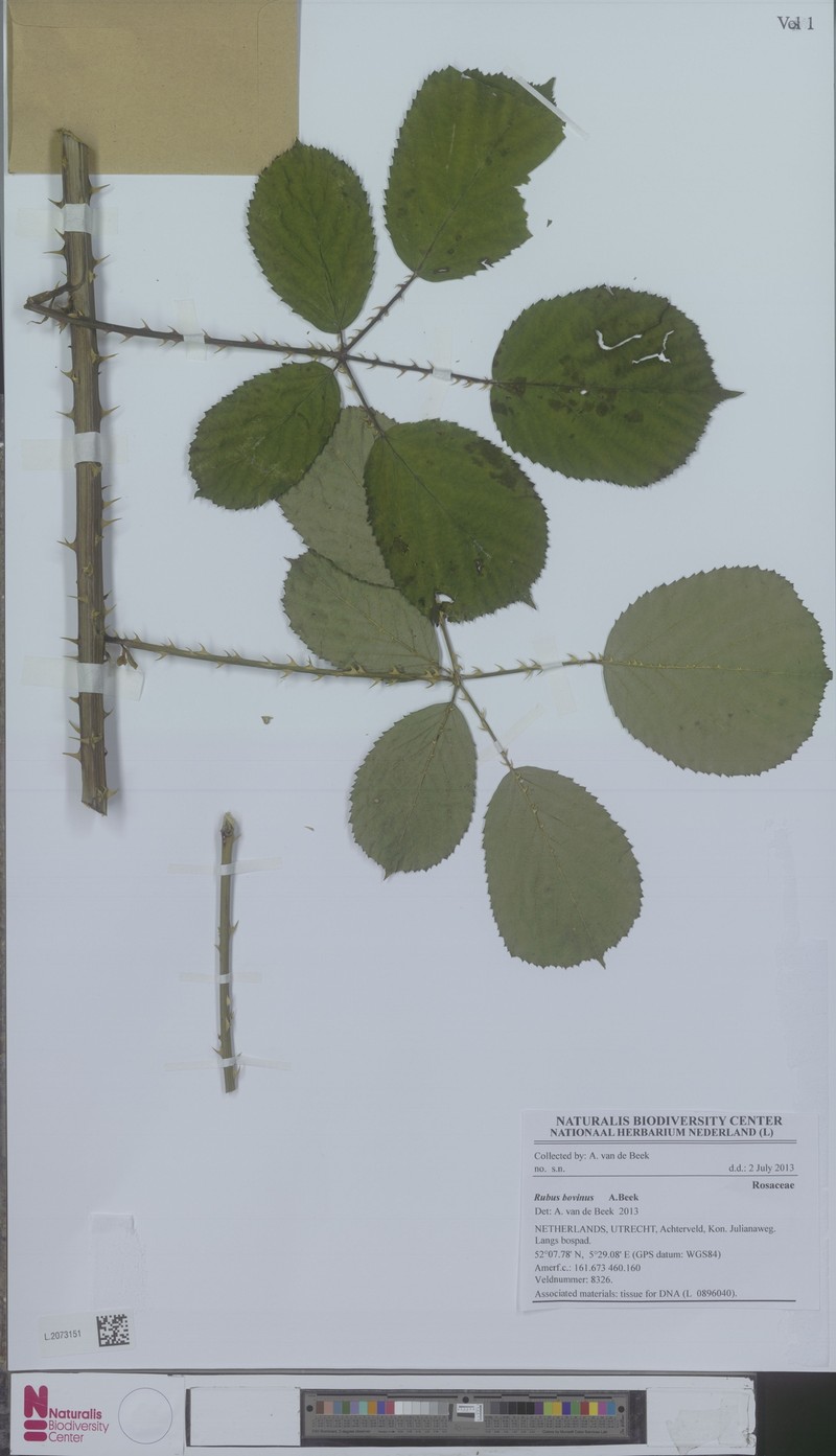 Rubus bovinus photo 2