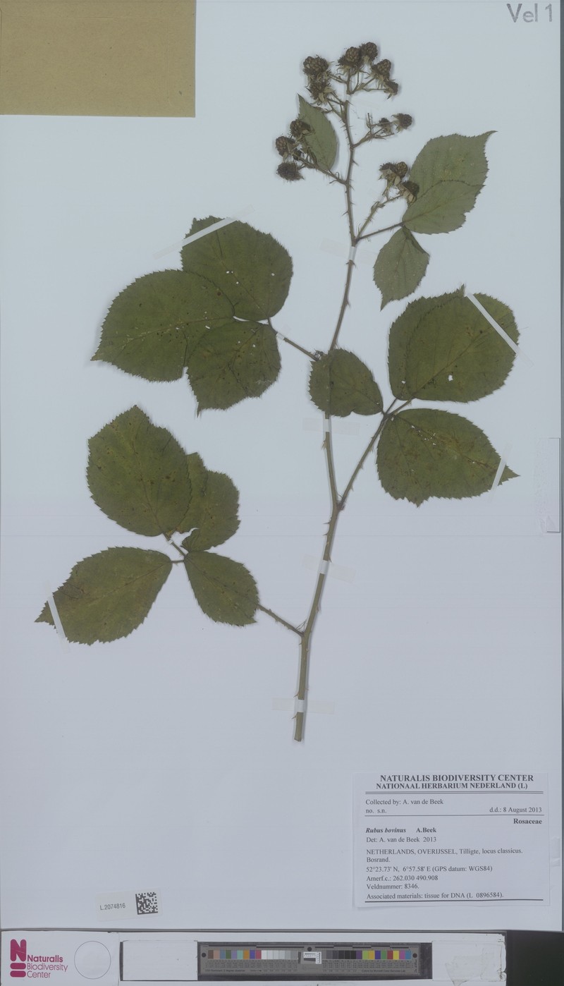 Rubus bovinus photo 3