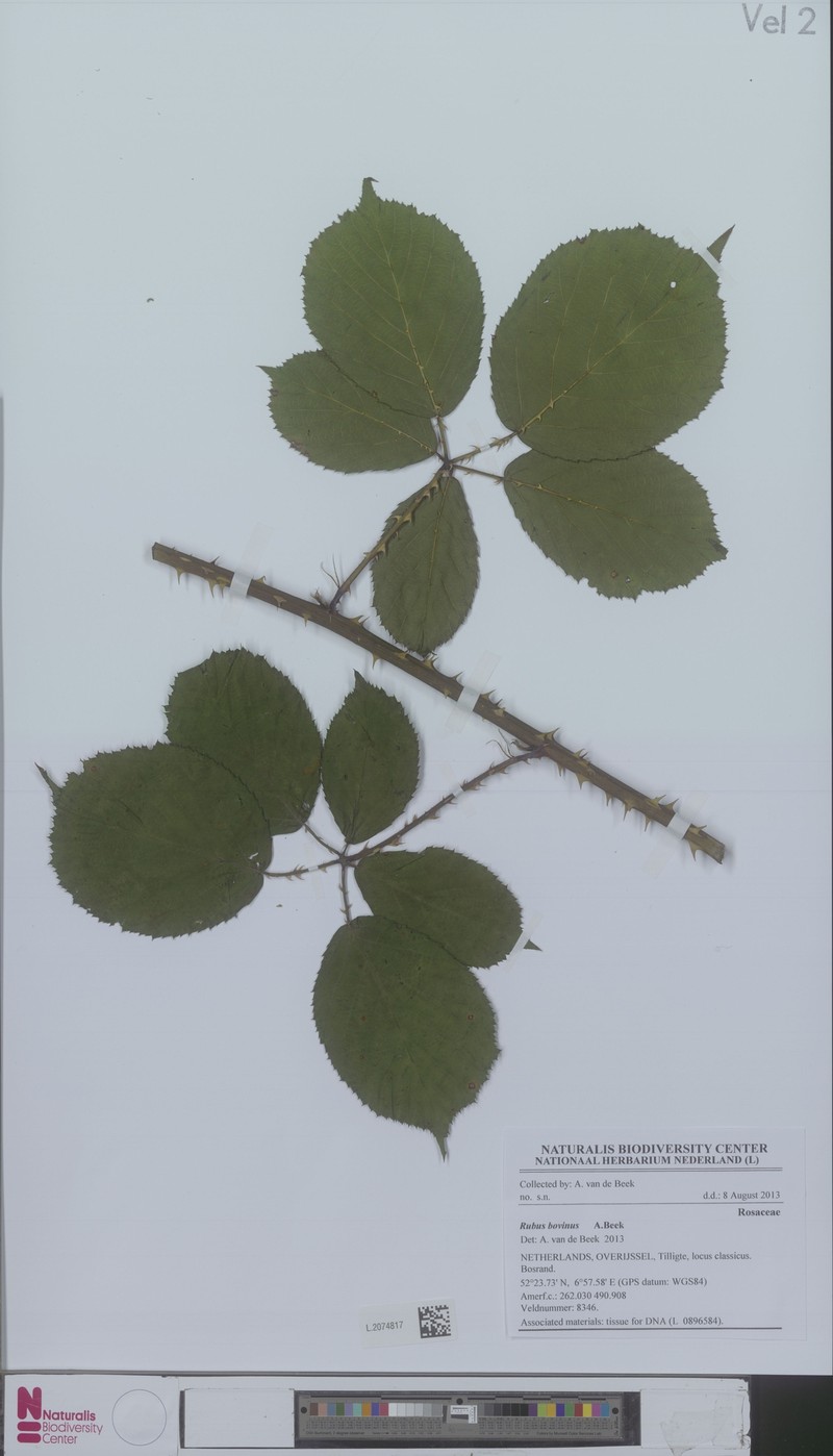 Rubus bovinus photo 4