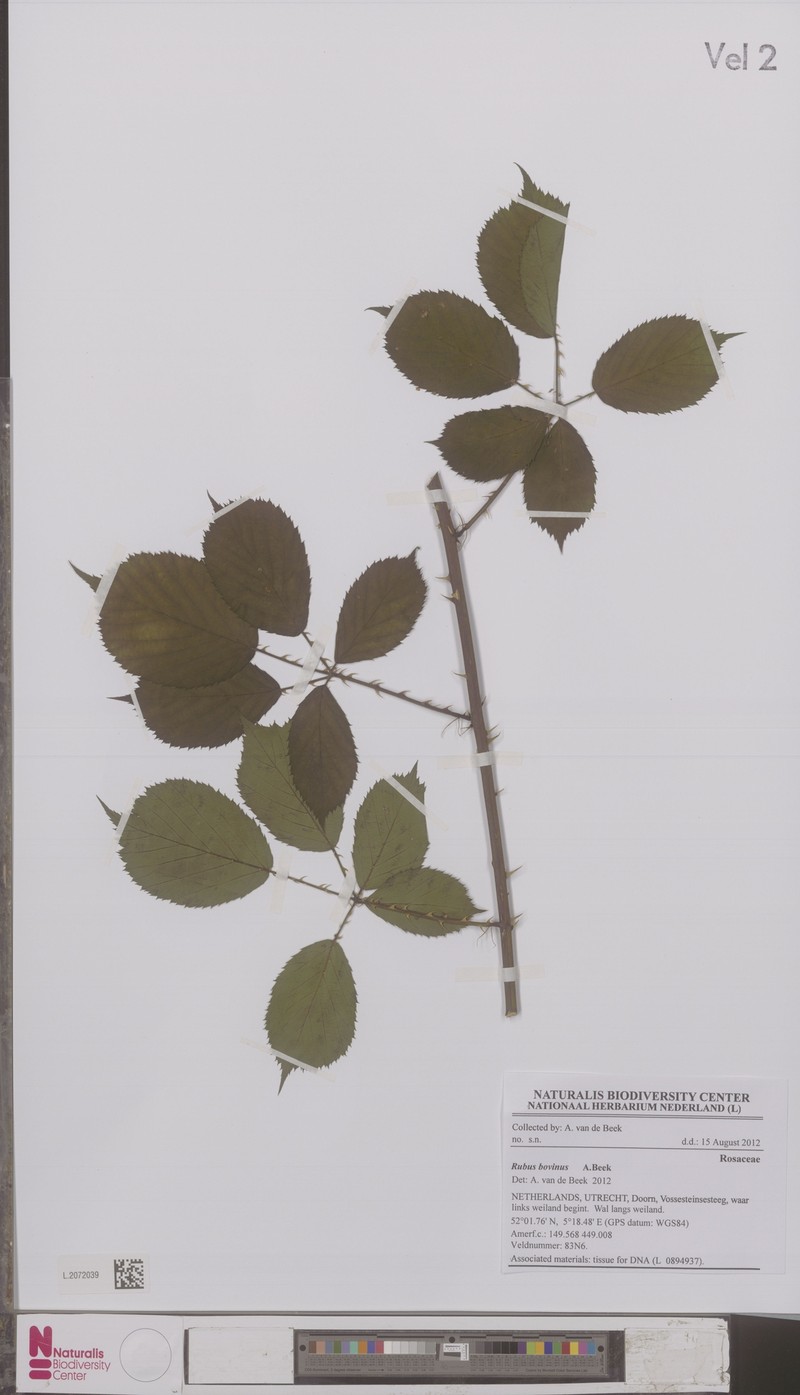 Rubus bovinus photo 5