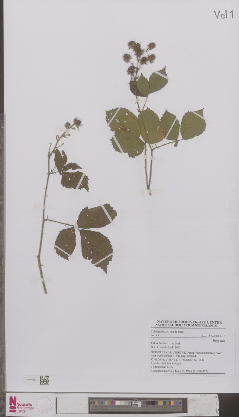 Rubus bovinus photo 6