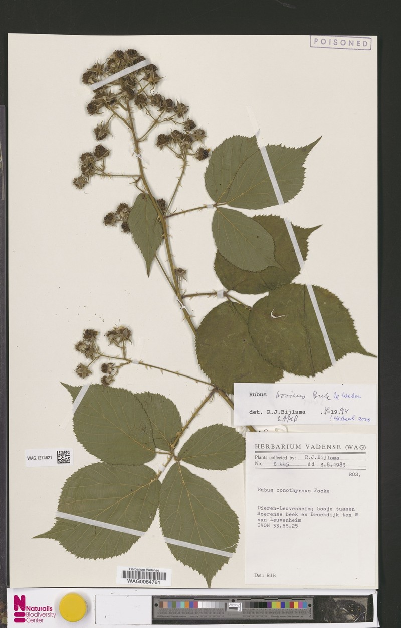 Rubus bovinus photo 7