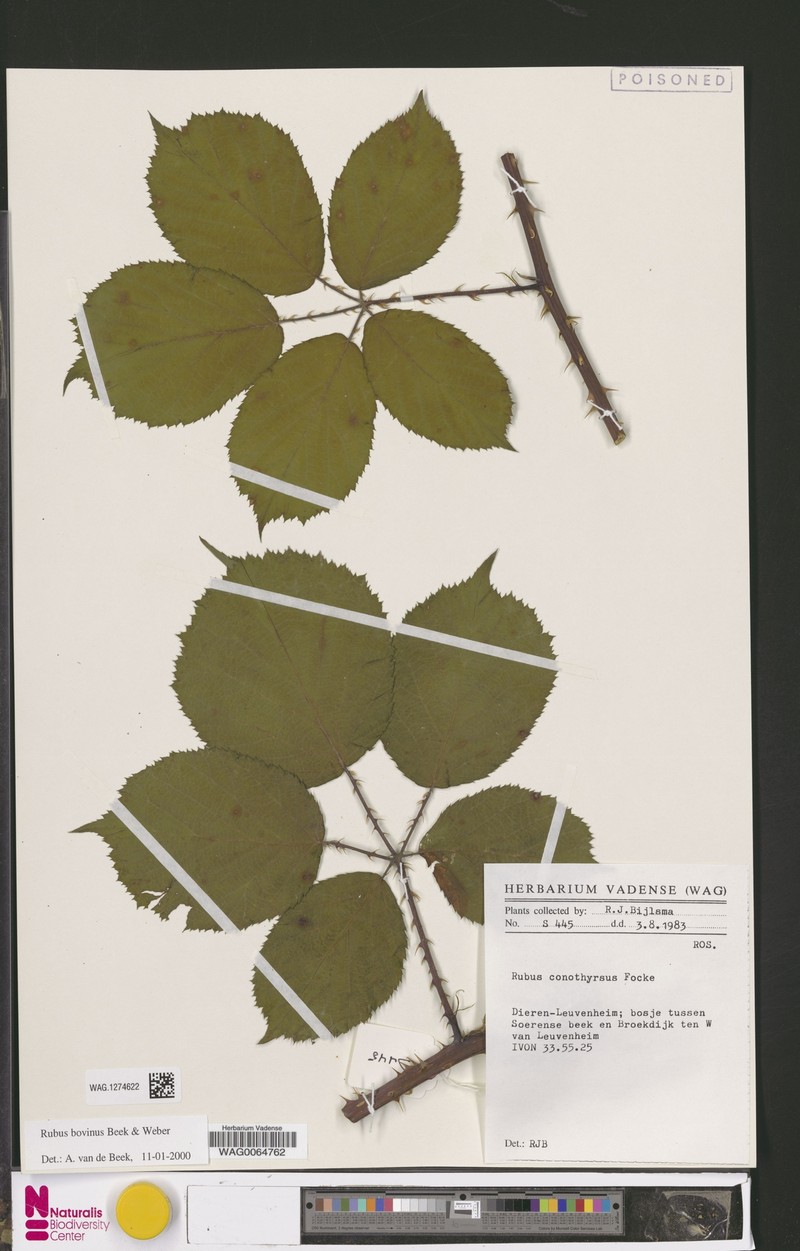 Rubus bovinus photo 8