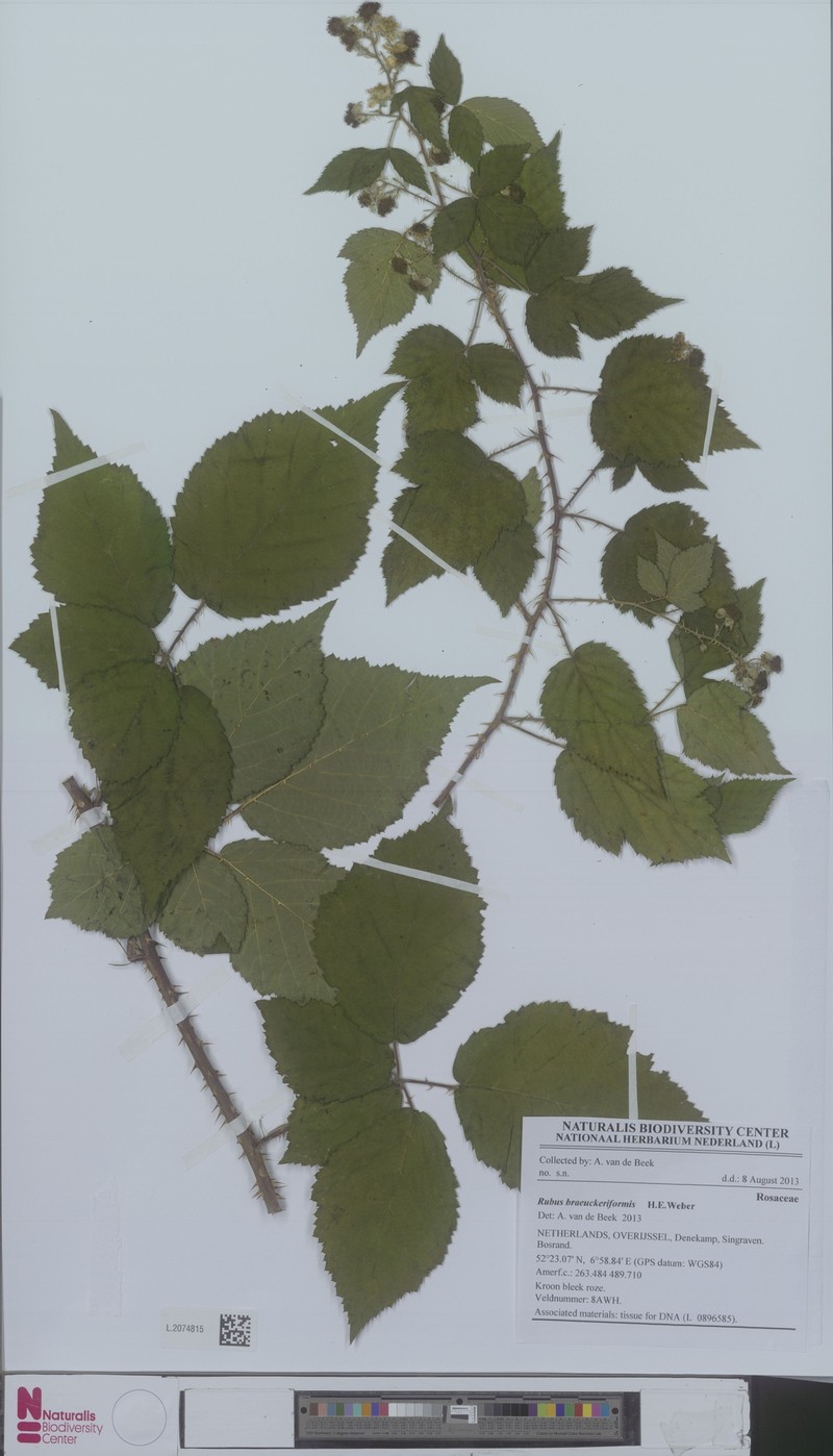 Rubus braeuckeriformis