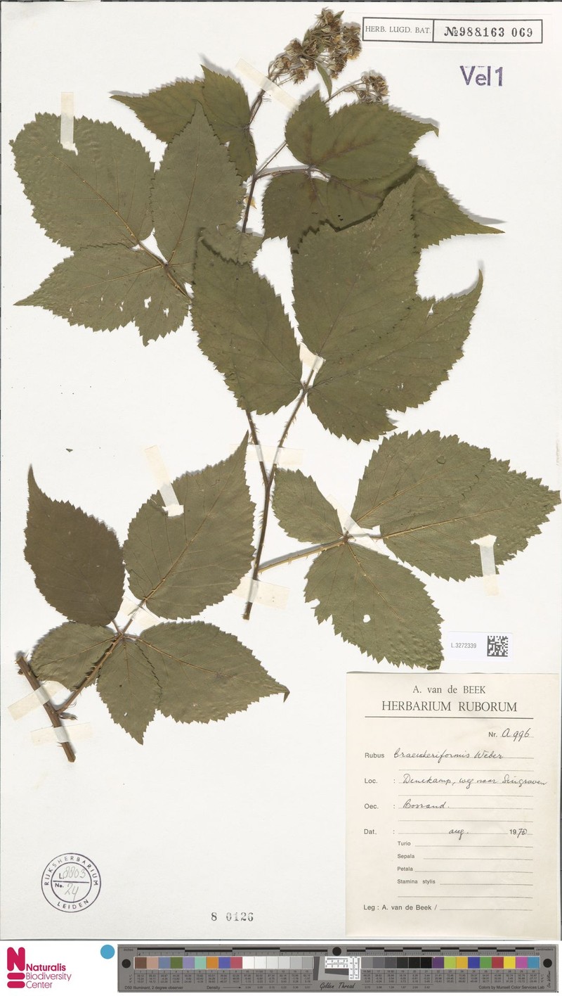 Rubus braeuckeriformis photo 2