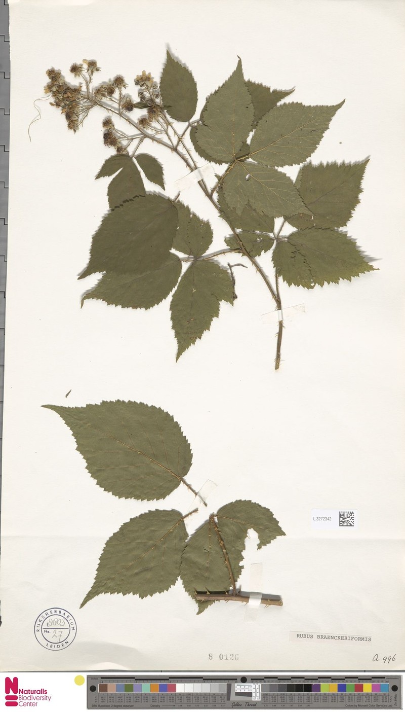 Rubus braeuckeriformis photo 3