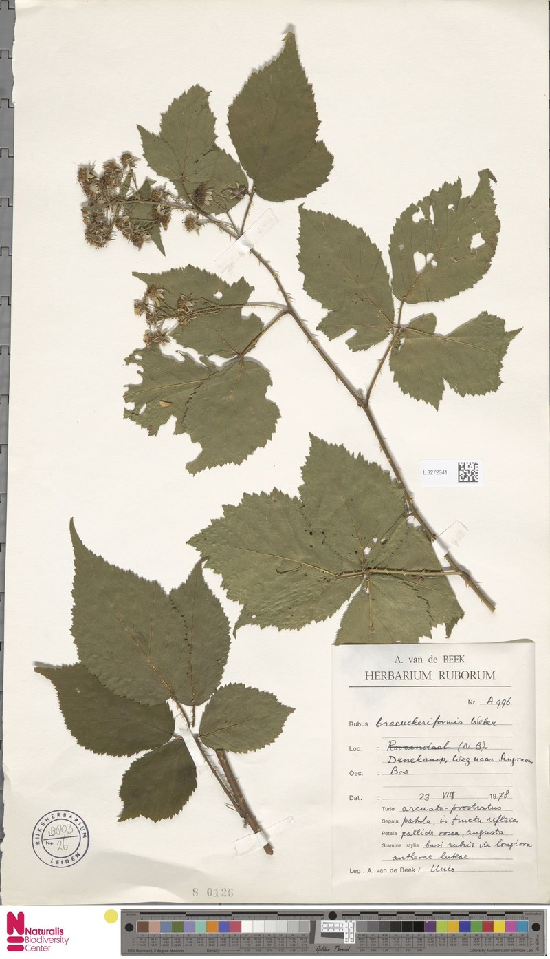 Rubus braeuckeriformis photo 4