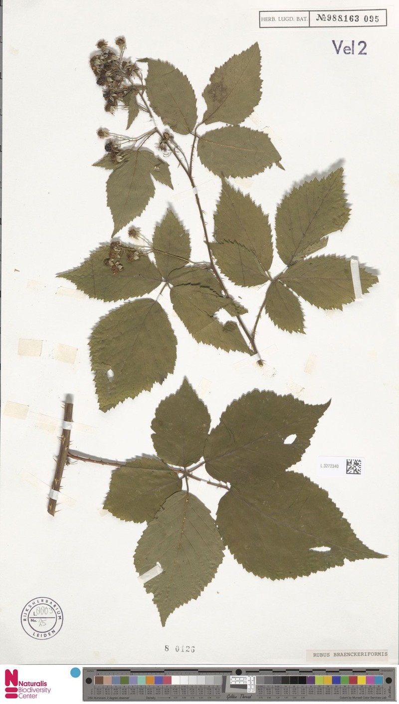 Rubus braeuckeriformis photo 5