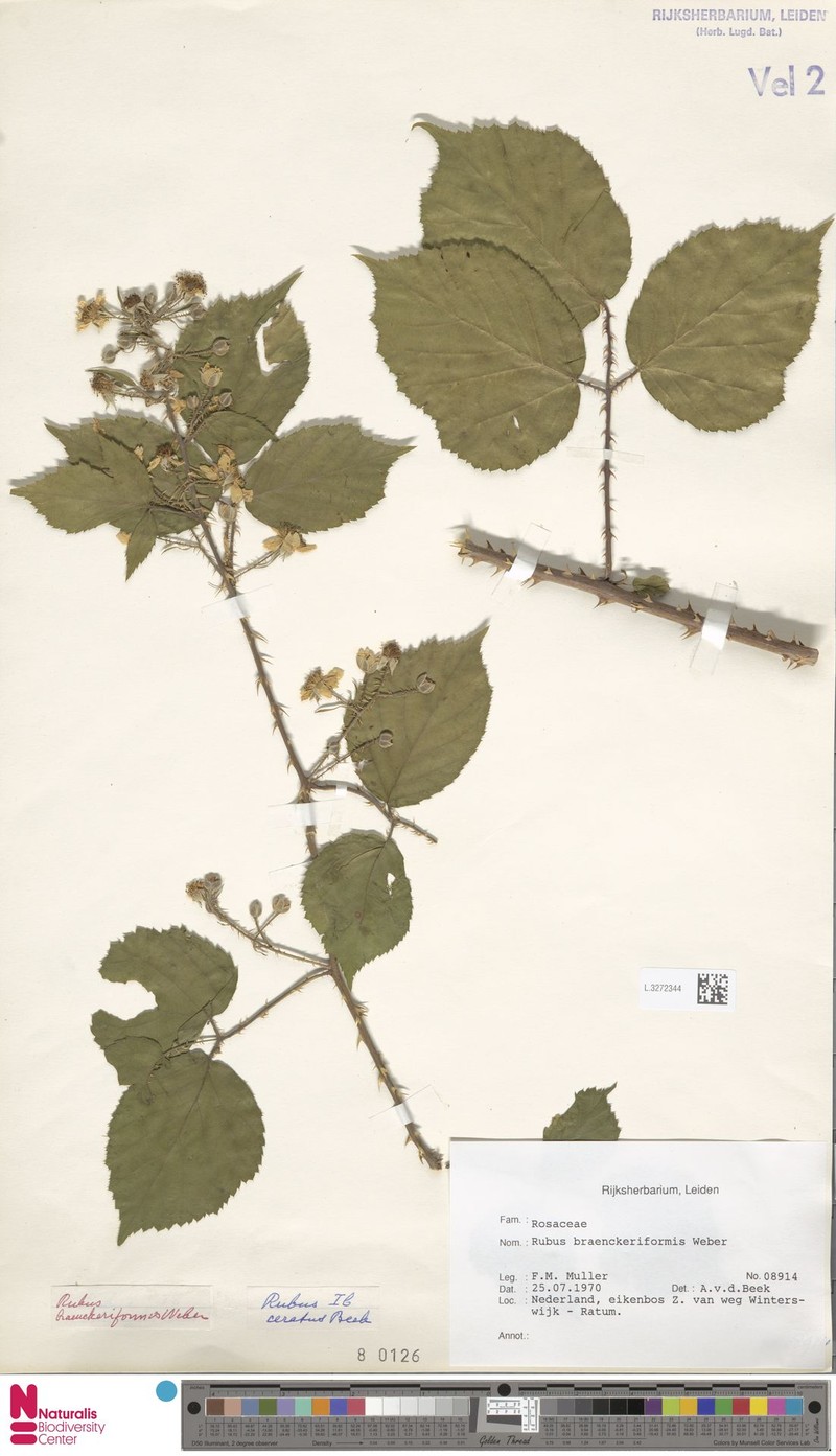 Rubus braeuckeriformis photo 6