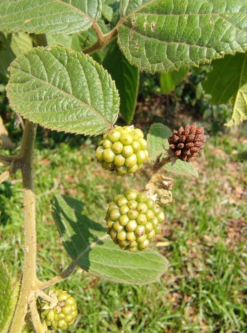 Rubus brasiliensis