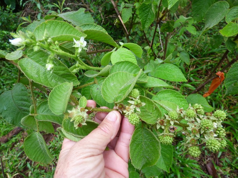 Rubus brasiliensis photo 2