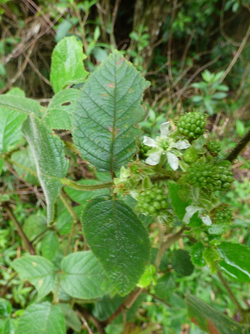 Rubus brasiliensis photo 3