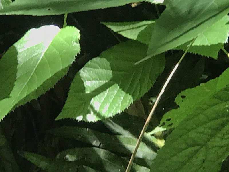 Rubus brasiliensis photo 4