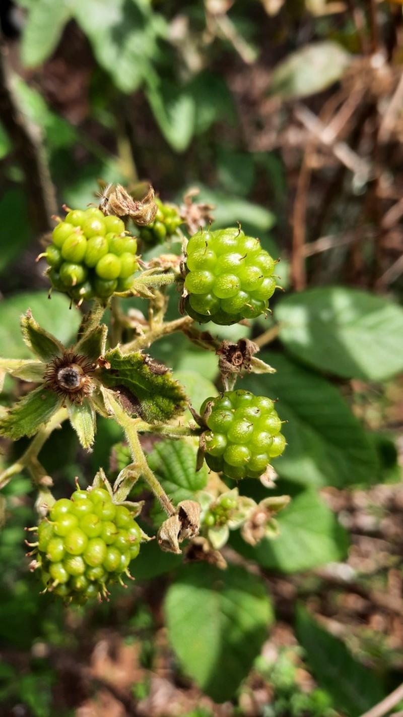 Rubus brasiliensis photo 5