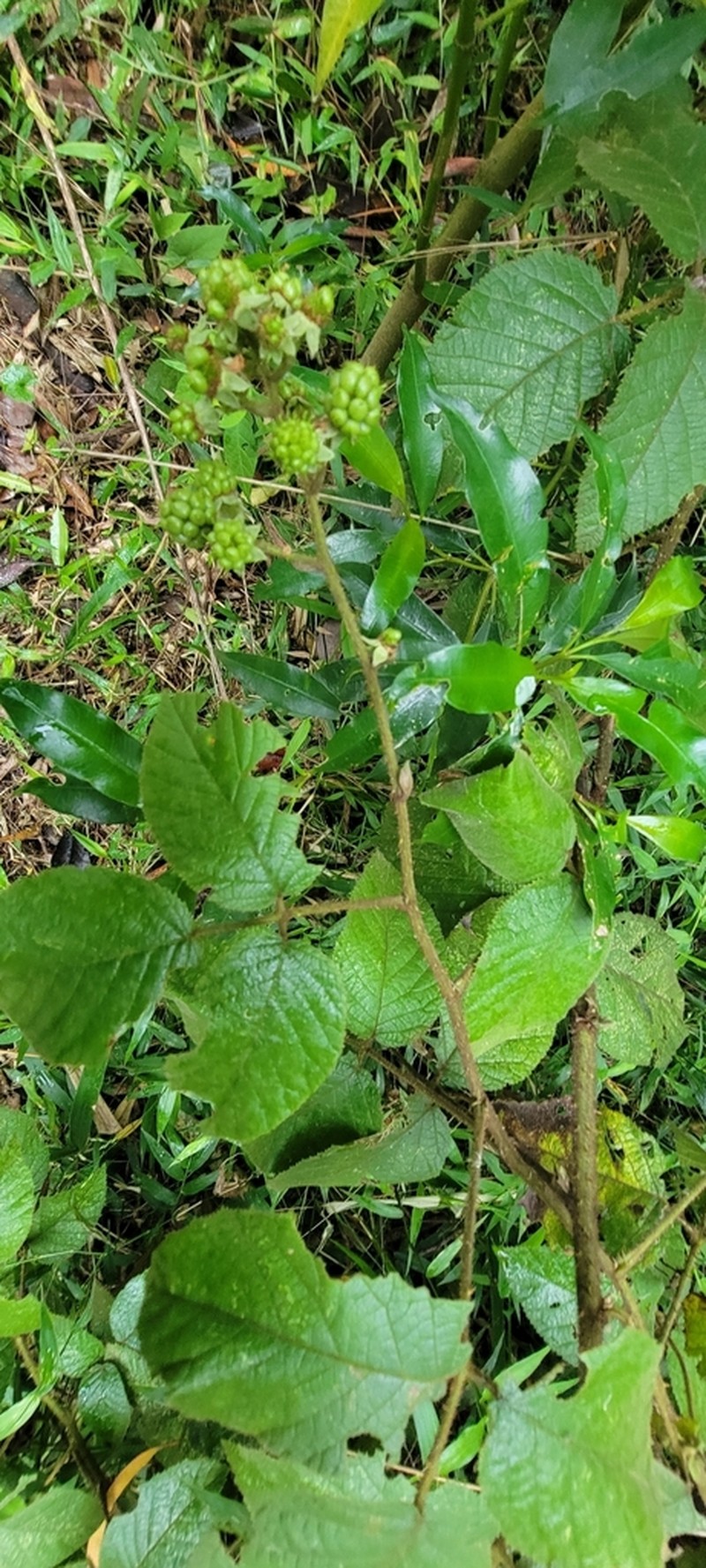 Rubus brasiliensis photo 6