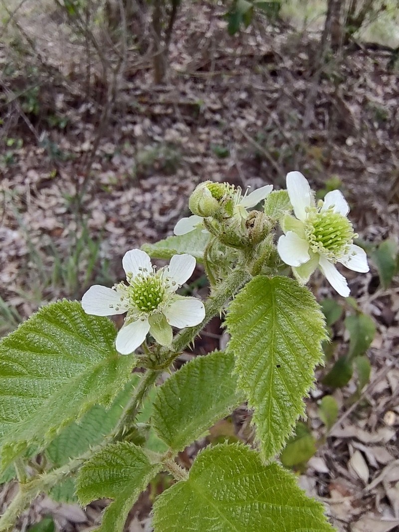 Rubus brasiliensis photo 7
