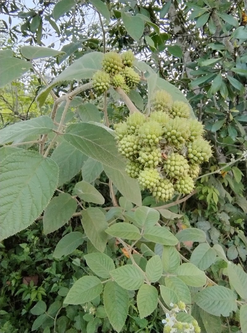 Rubus brasiliensis photo 8