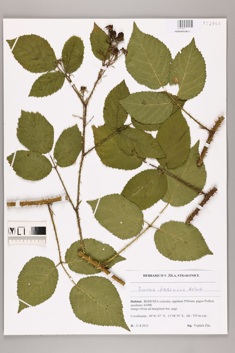 Rubus brdensis