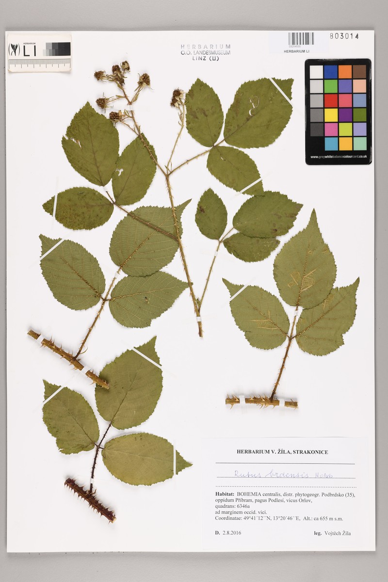 Rubus brdensis photo 3