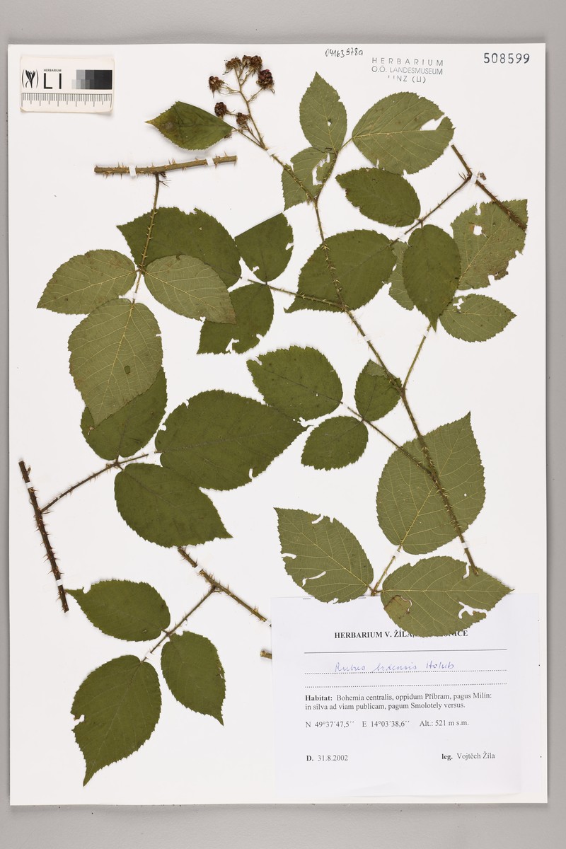 Rubus brdensis photo 4