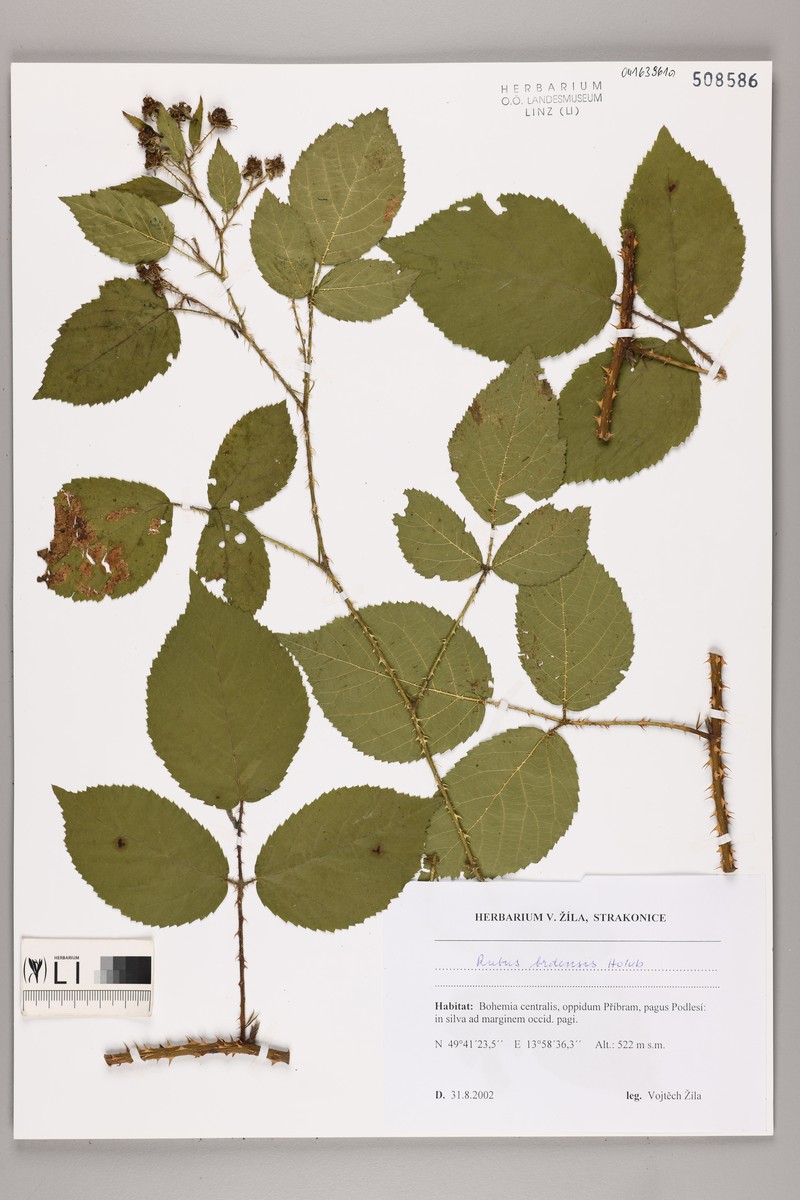 Rubus brdensis photo 5