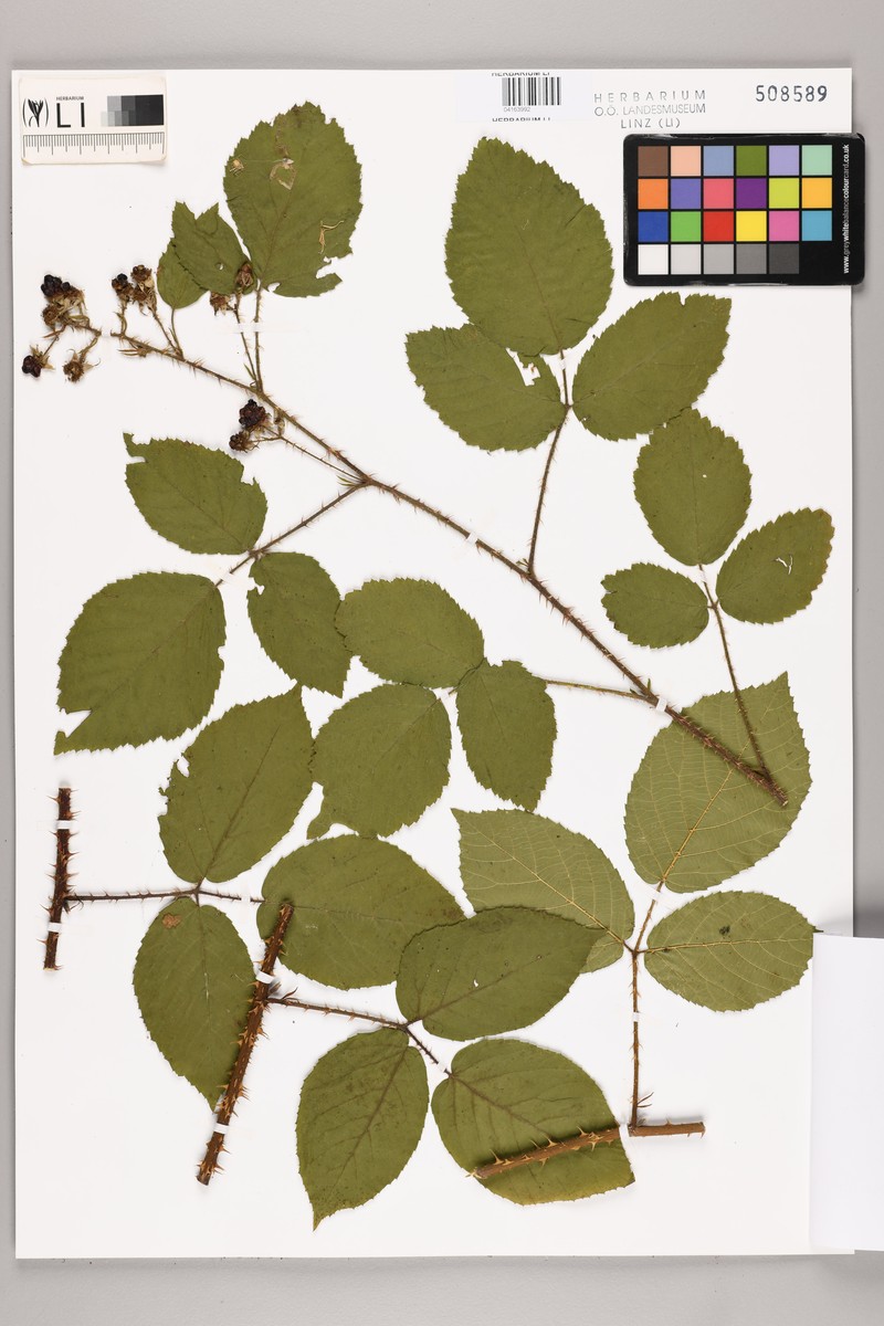 Rubus brdensis photo 6