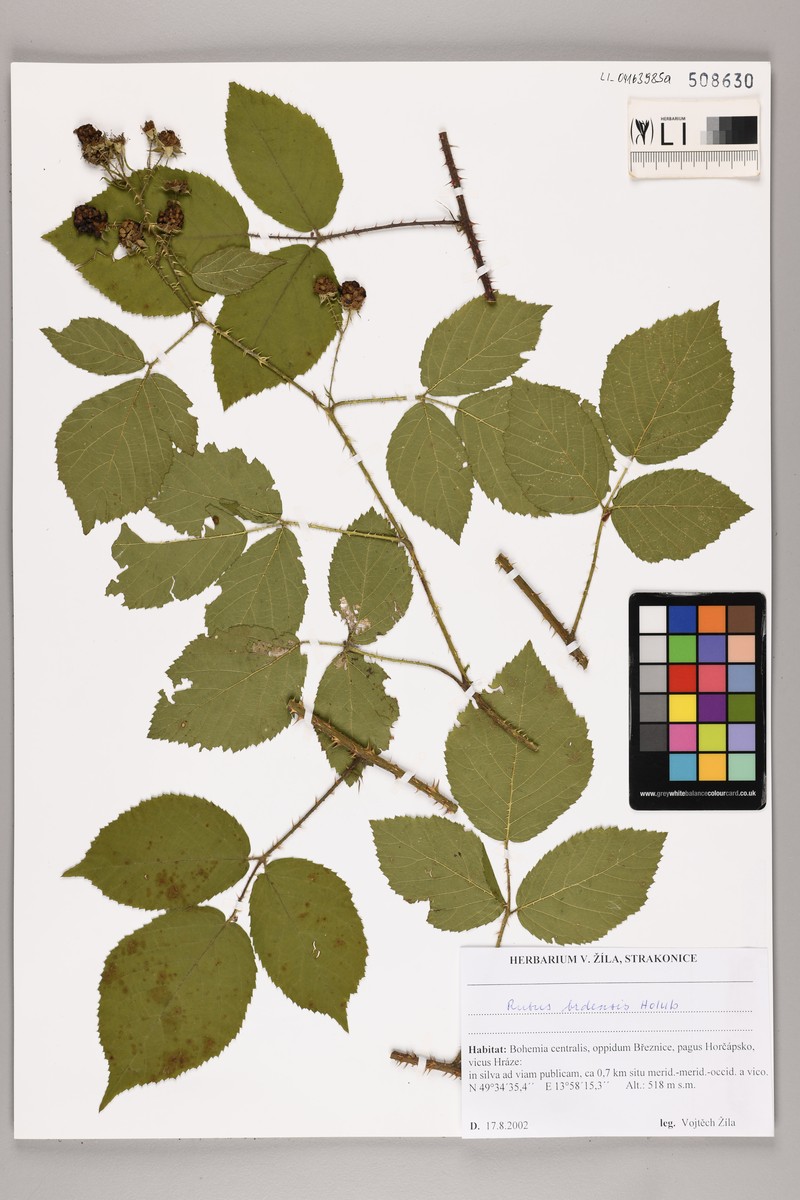 Rubus brdensis photo 7