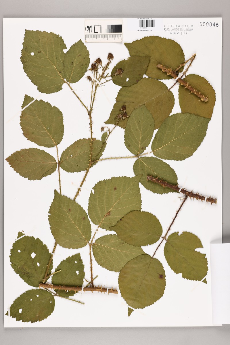 Rubus brdensis photo 8