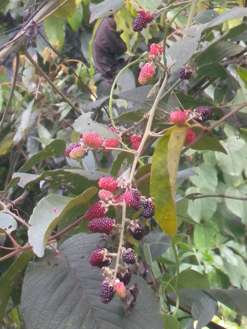 Rubus briareus
