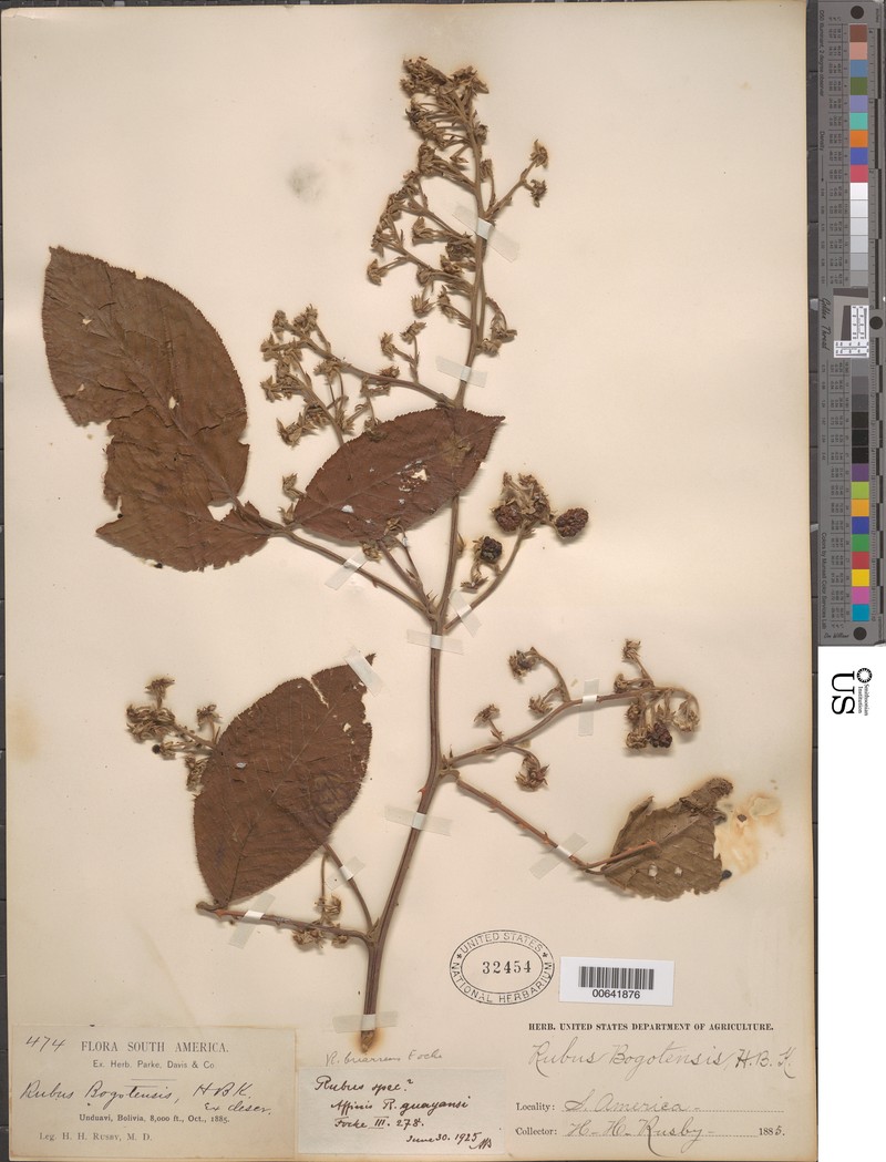 Rubus briareus photo 2