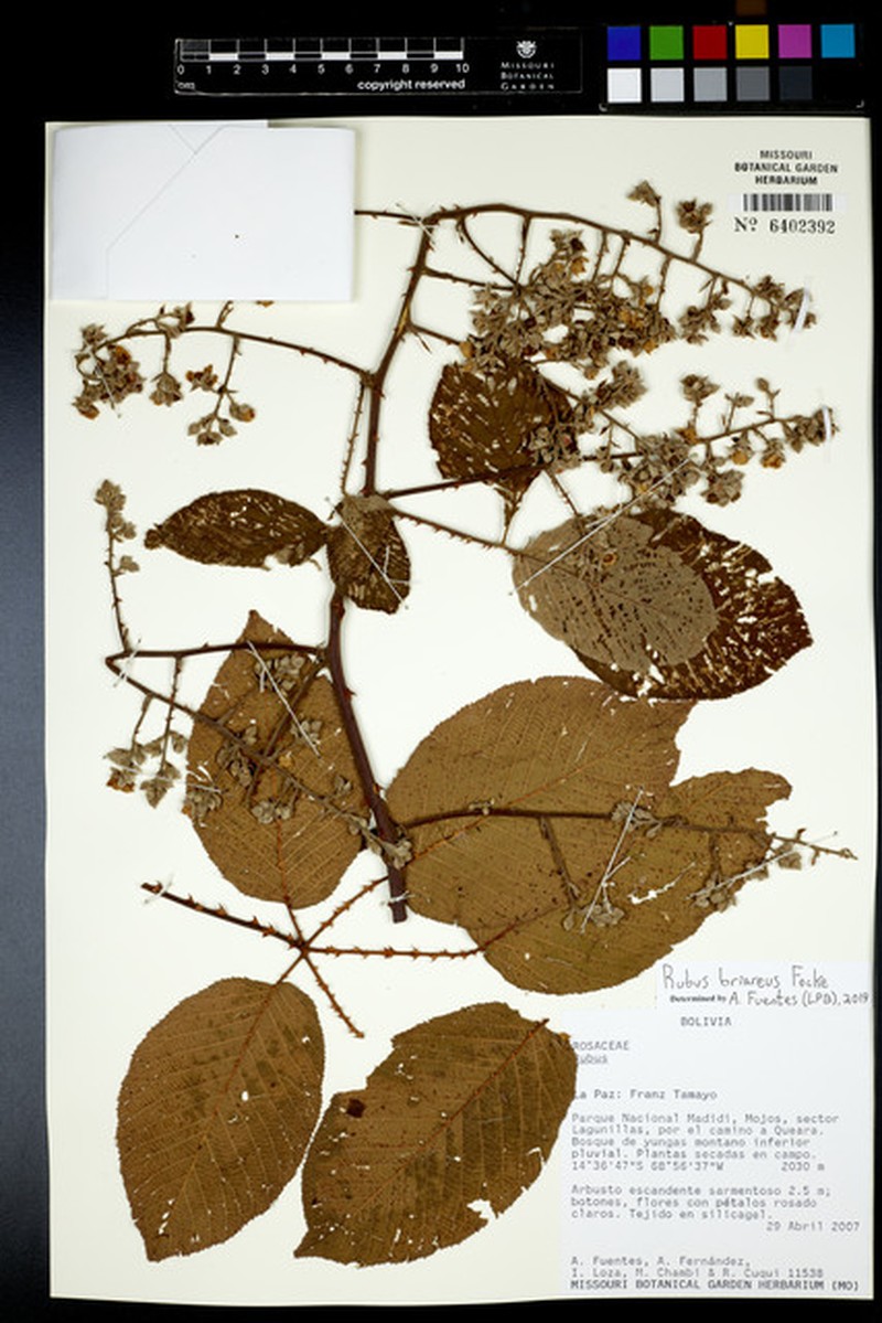 Rubus briareus photo 3