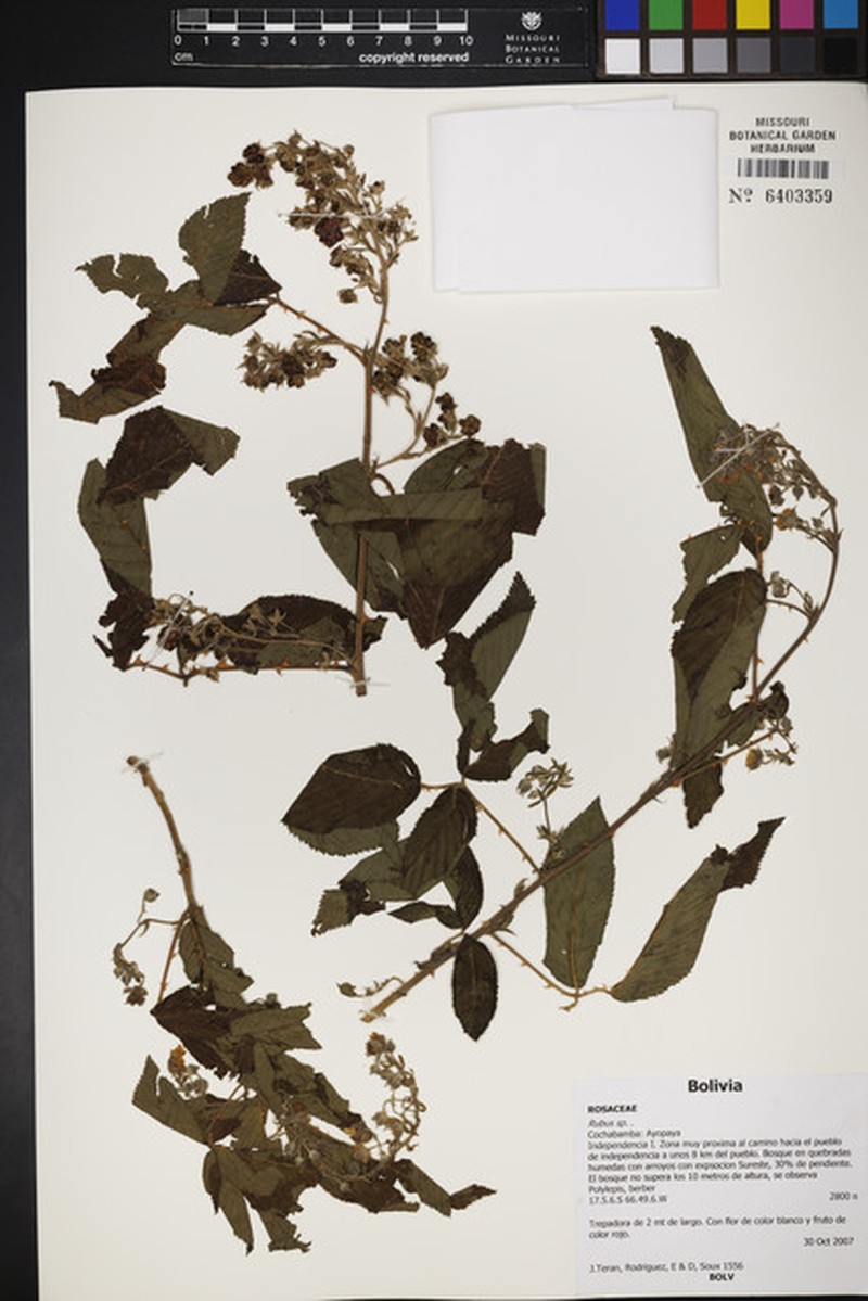 Rubus briareus photo 4