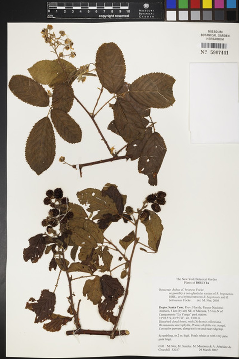 Rubus briareus photo 5