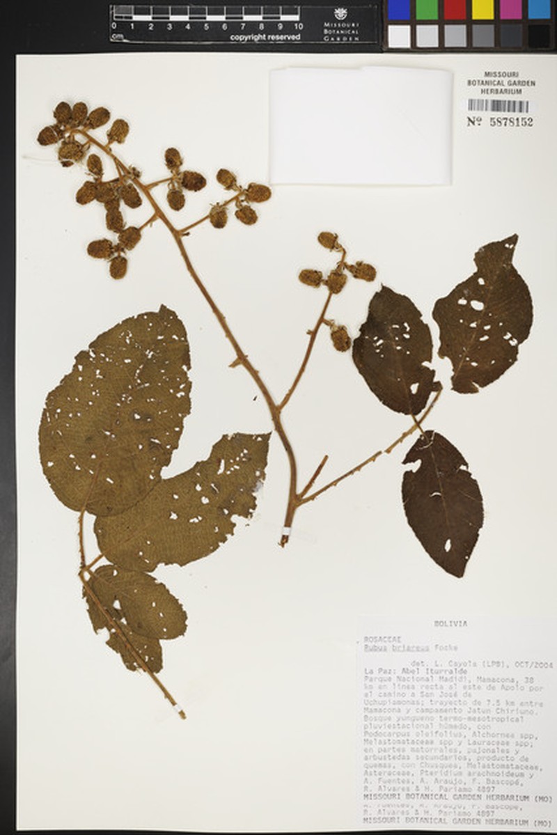 Rubus briareus photo 6