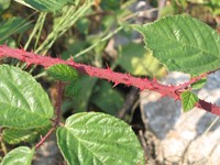 Rubus brigantinus