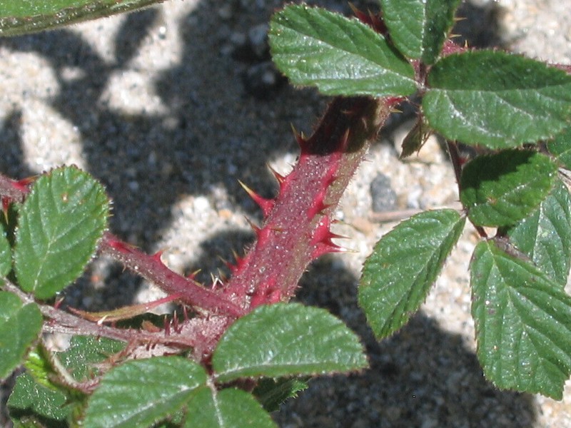 Rubus brigantinus photo 2