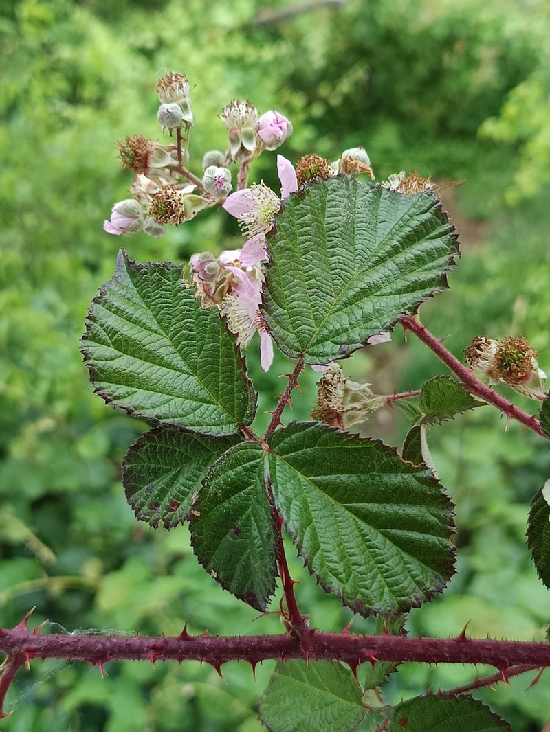 Rubus brigantinus photo 3