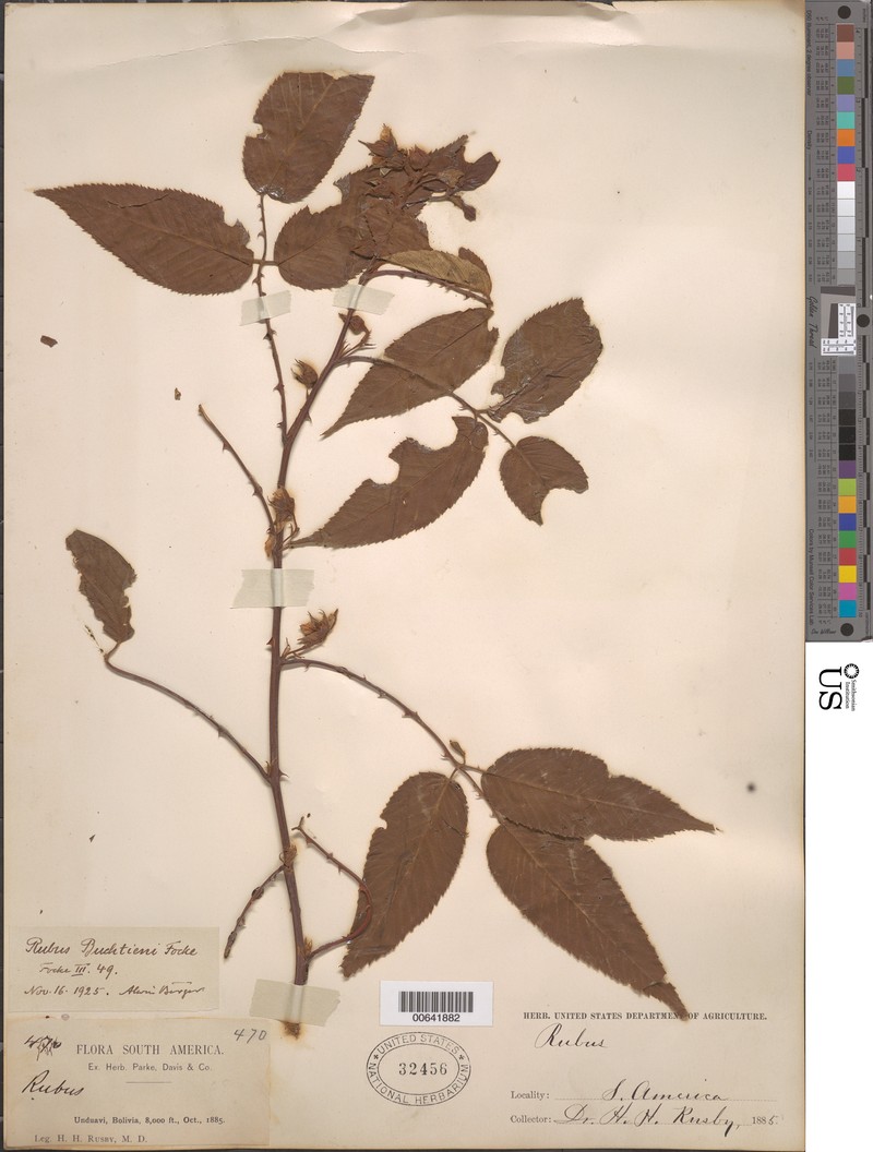 Rubus buchtienii