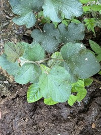 Rubus buergeri