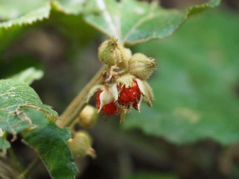 Rubus buergeri photo 2