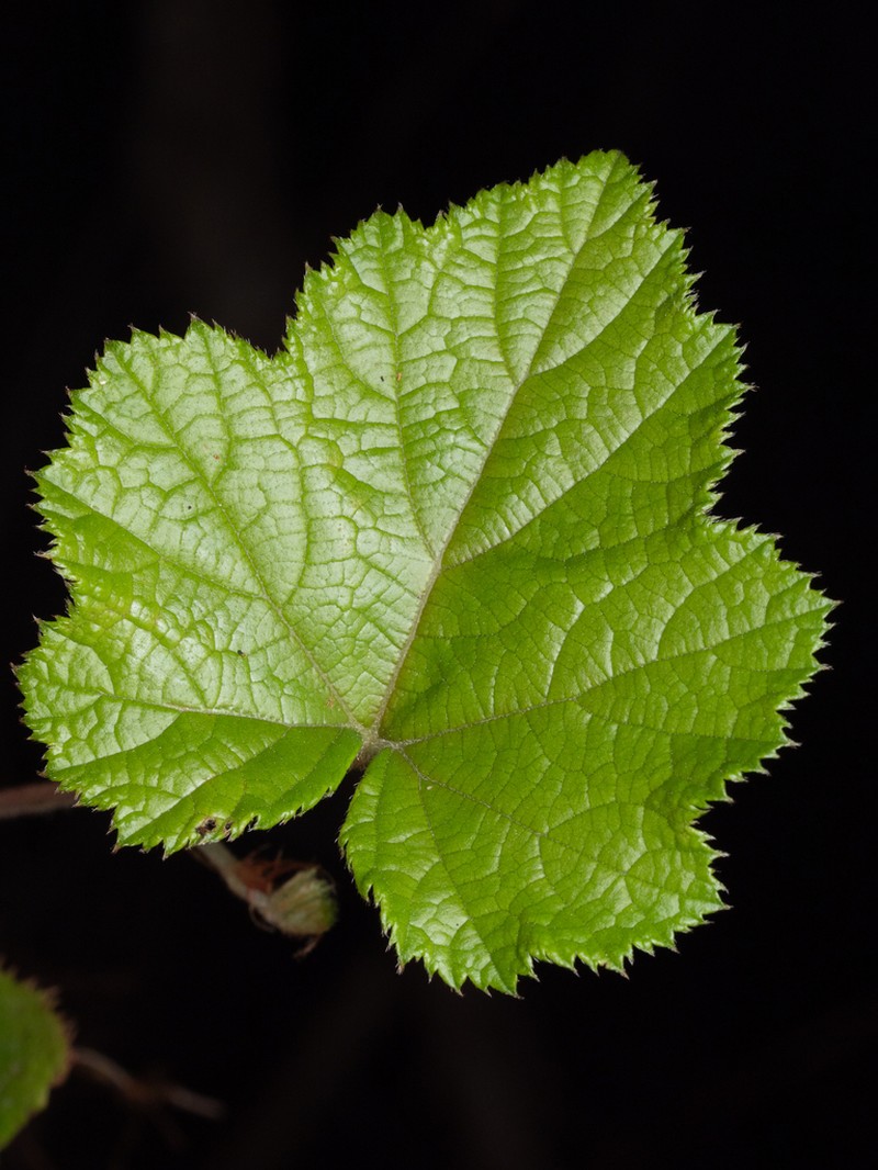 Rubus buergeri photo 3