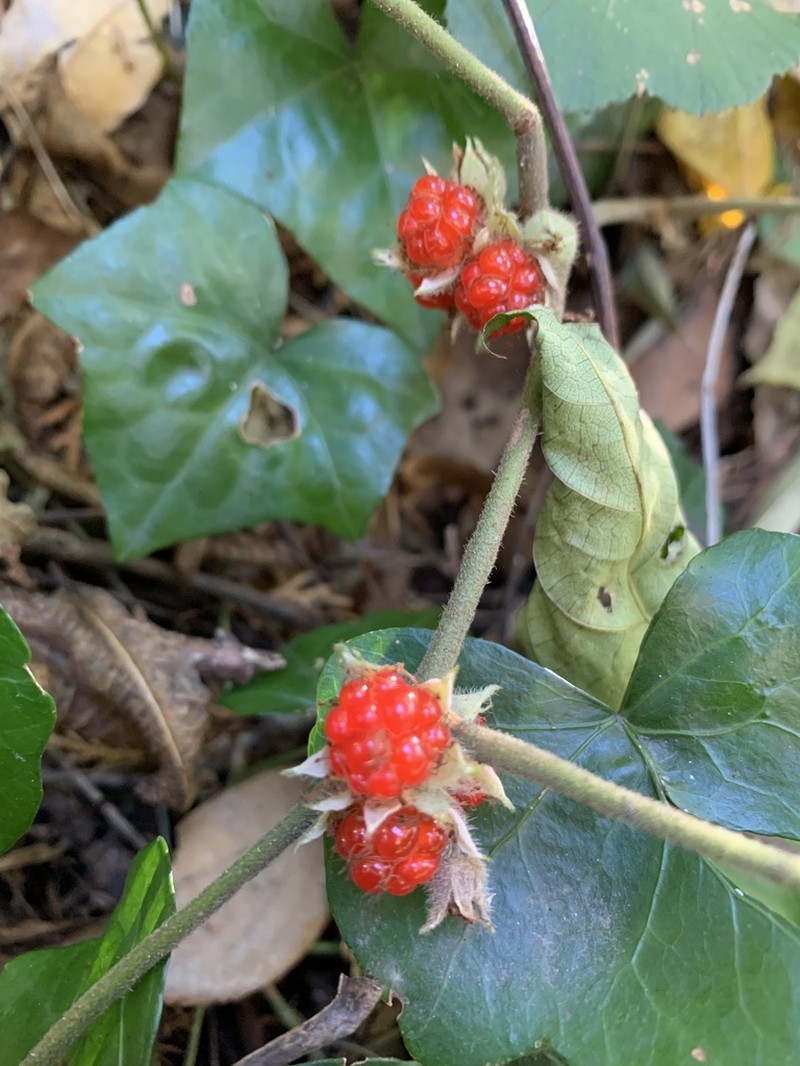 Rubus buergeri photo 4