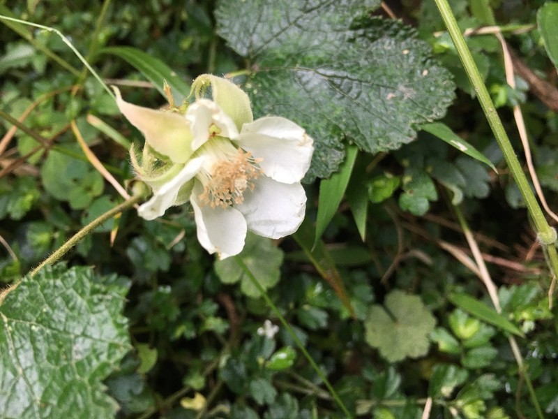 Rubus buergeri photo 5