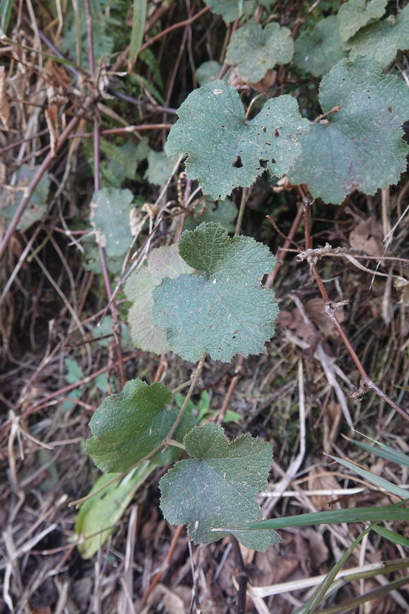 Rubus buergeri photo 6