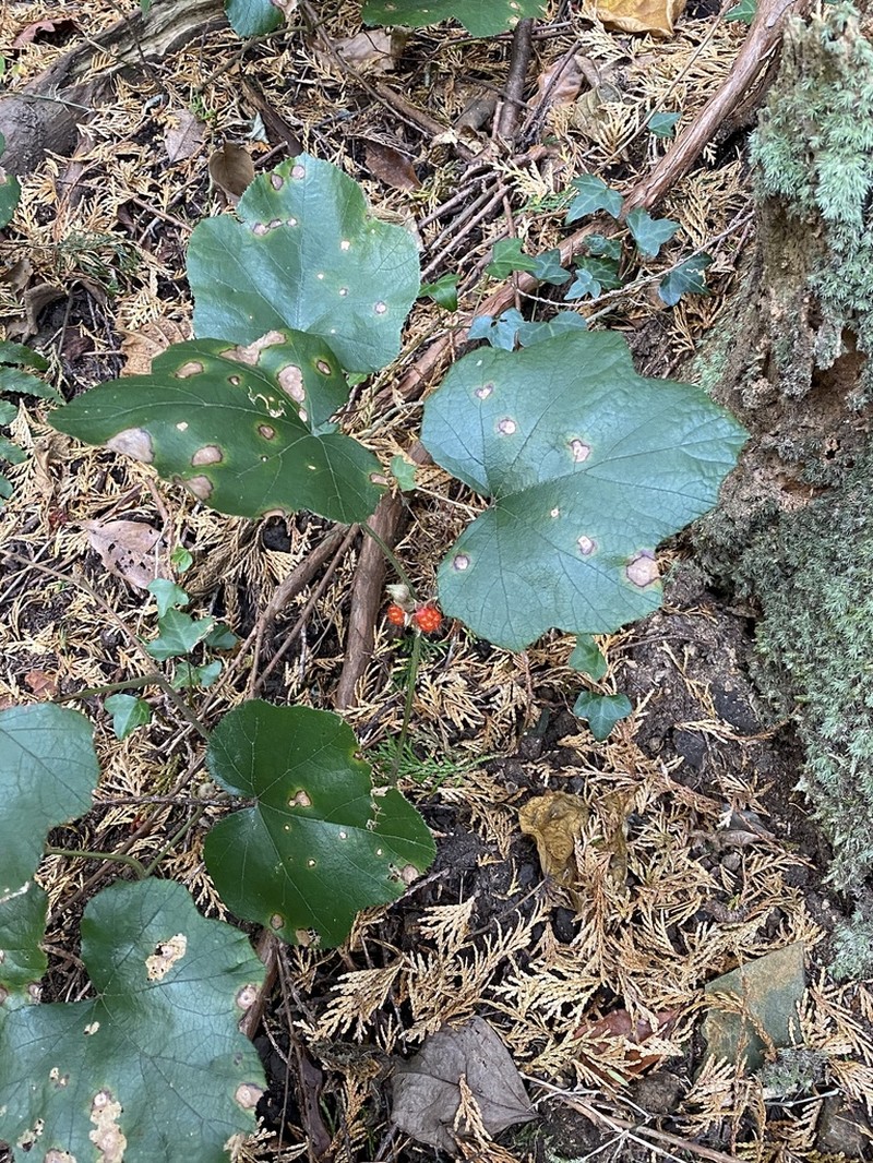 Rubus buergeri photo 7